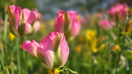 Tulipan Groenland  virindiflora (zielonopłatkowy) 12+