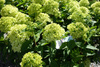 Hydrangea paniculata 'Little Lime' , Hortensja bukietowa 'Little Lime'  3L