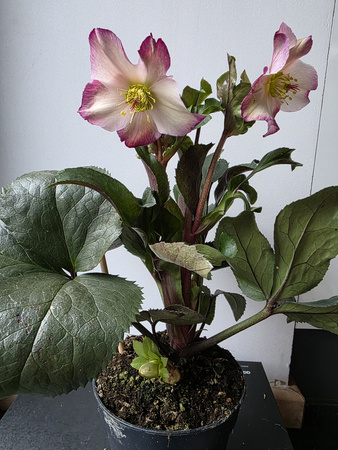 Hellebours Early Rose