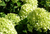 Hydrangea paniculata 'Little Lime' , Hortensja bukietowa 'Little Lime'  3L