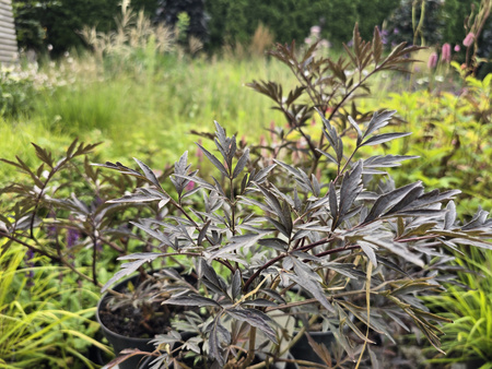 Sambucus nigra Eva 'Black Lace' , Bez czarny Eva 'Black Lace'