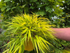 Hakonechloa macra 'All Gold' 2L