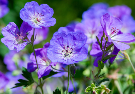 Geranium ‘Rozanne’  Bodziszek ‘Rozanne’ 1 L