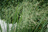 Panicum virgatum 'Northwind', Proso rózgowate 'Northwind' 2L