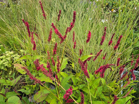 Rdest Black Field, Persicaria amplexicaulis ‘Blackfield’ 2L