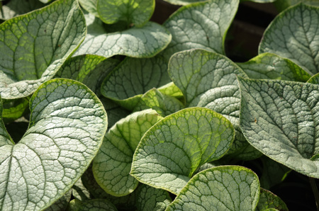 Brunnera macrophylla ‘Silver Heart’ Brunera wielkolistna ‘Silver Heart’