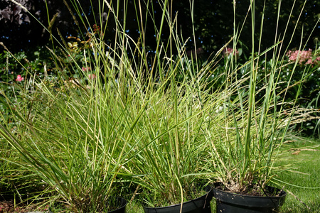 Sesleria autumnalis sesleria jesienna 1,5 L