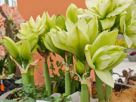 Hippeastrum Marylin 32/34