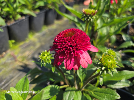 Echinacea  'Sunny Days Ruby' , Jeżówka   'Sunny Days Ruby' 1,5L