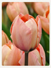 Tulipan Salmon van Eijk 12+