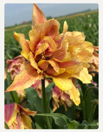 Tulipan Callahan 12+