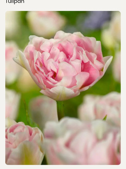 Tulipan Angelique 12+