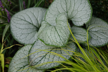 Brunnera macrophylla ‘Silver Heart’ Brunera wielkolistna ‘Silver Heart’