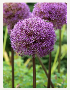 Czosnek ozdobny Globemaster 24+