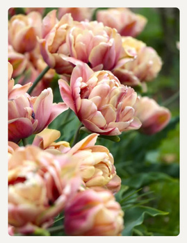 Tulipan Belle Epoque 12+