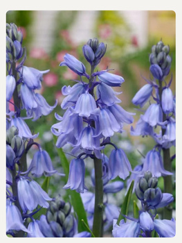 Hyacinthoides blue hispanica , hiacyntowiec hiszpański niebieski 10/11