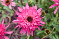 Echinacea  'Southern Belle' , Jeżówka  'Southern Belle' 1,5 L
