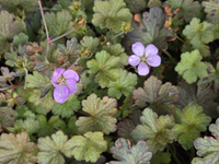 Geranium hybridum 'Dusky crug' , Bodziszek 'Dusky crug'