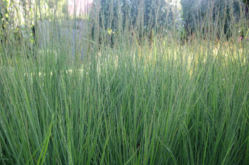 Molinia caerulea 'Heidebraut'  2L ,  trzęślica modra 'Heidebraut'