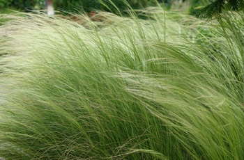 Stipa tenuissima ‘Pony Tails’ Ostnica mocna ‘Pony Tails’  1 L