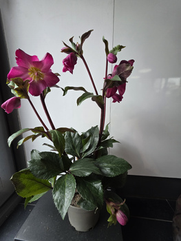 Hellebours Red Romance HGC Ice N'Roses