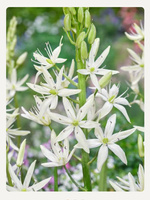Camassia leichtlinii Alba , Kamasja leichtlinii biała 11/12
