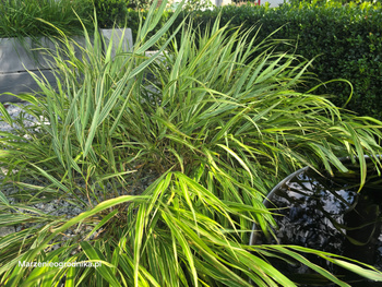 Hakonechloe macra 'Albostriata' , Hakonechloe 'Albostriata' 1L