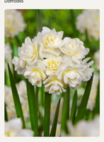 Narcissus Erlicheer 15/17