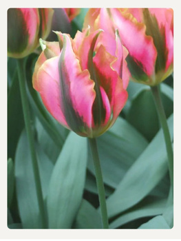 Tulipan Pink Artist 12+