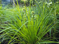 Pennisetum alopecuroides 'Amaterasu'