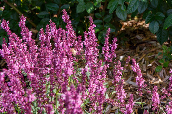 Salvia nemorosa 'Sensation ® Compact Bright Rose’ szałwia omszona  'Sensation ® Compact Bright Rose’ 1L