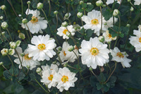 Anemone japonica ‘Whirlwind’ Zawilec japoński ‘Whirlwind’