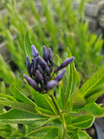 Amsonia tabernaemontana 'Blue Ice' Amsonia nadreńska 'Blue Ice' 1 L