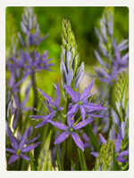 Kamasja leichtlinii niebieska, Camassia caerulea leichtlinii 24+