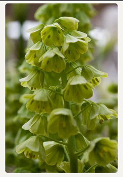 Fritillaria persica alba 20+