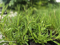 Verbena bonariensis 'Lollipop' , werbena patagońska 'Lollipop' 1,5L