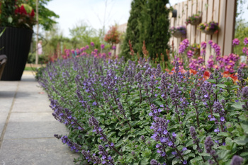 Nepeta x faassenii `Purrsian Blue`, Kocimiętka `Purrsian Blue` 1,5L