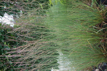 Molinia caerulea„Edith Dudszus”