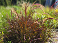 Pennisetum alopecuroides 'Rubrum', Rozplenica purpurowa 'Rubrum' 3L