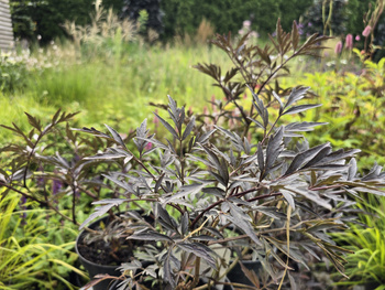 Sambucus nigra Eva 'Black Lace' , Bez czarny Eva 'Black Lace'