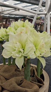 Hippeastrum Marylin 32/34