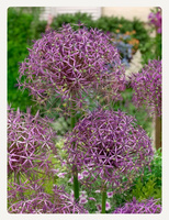 Czosnek ozdobny Christophii, Czosnek Krzysztofa 14/16