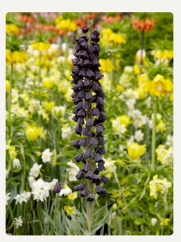 Fritillaria persica 'Adiyaman' 18/20