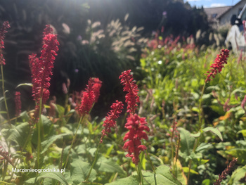 Polygonum amplexicaule ‘J.S. Caliente’ Rdest himalajski ‘J.S. Caliente’