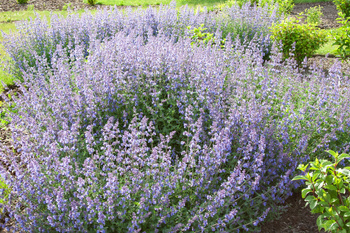 Nepeta x faassenii 'Junior Walker' ; kocimiętka Faassena 'Junior Walker'