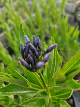 Amsonia tabernaemontana 'Blue Ice'  Amsonia nadreńska 'Blue Ice' 1,5L