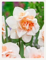 Narcissus Replete 14/16