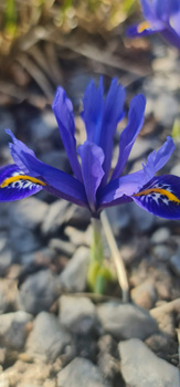 Iris reticulata mixed, Irys żyłkowany (biały, niebieski, szafirowy)