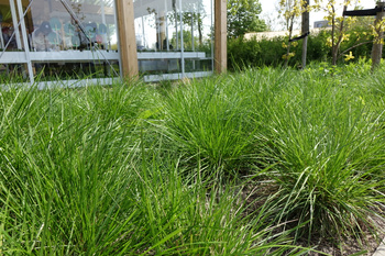 deschampsia caespitosa  `Goldschleier` śmiałek darniowy 1,5L