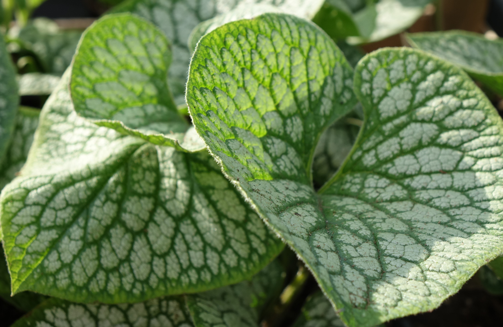 Brunnera macrophylia 'Sea Heart' Brunera wielkolistna ‘Sea Heart ...
